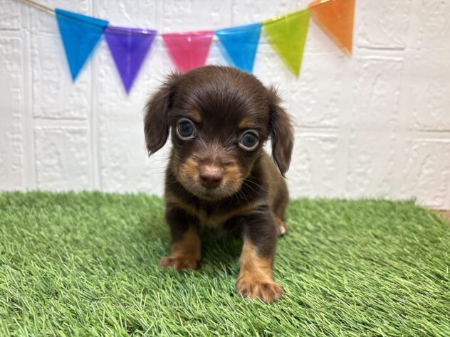 福島県のハーフ犬・ミックス犬 (アミーゴ郡山南店/2026年8月15日生まれ/男の子/チョコレートタン)の子犬
