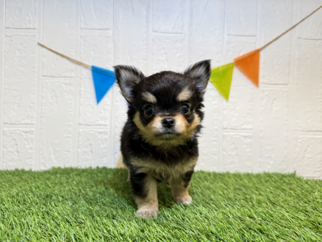 福島県のチワワ(ロング) (アミーゴ郡山南店/2026年8月3日生まれ/女の子/ブラックタン)の子犬