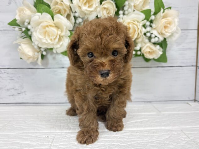 福島県のトイプードル(トイ) (アミーゴ郡山南店/2026年7月10日生まれ/男の子/レッド)の子犬