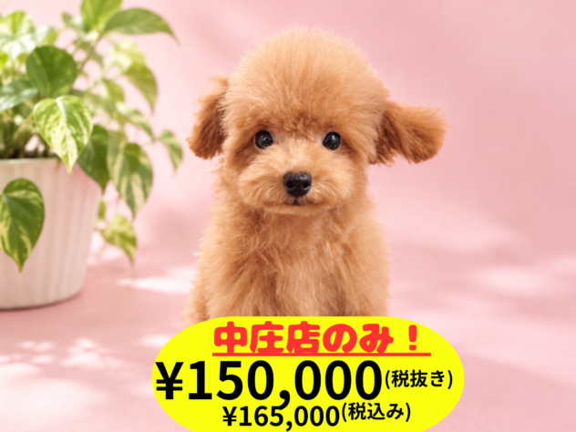 岡山県のトイプードル(トイ) (アミーゴ中庄店/2026年6月17日生まれ/女の子/レッドフォーン)の子犬の1枚目の画像