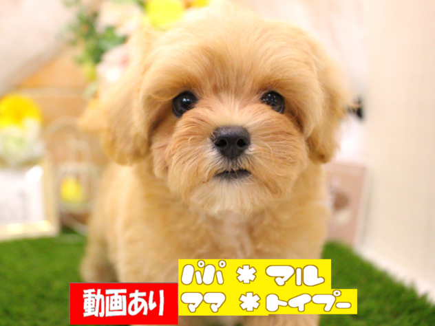 兵庫県のハーフ犬・ミックス犬 (ペット・プラザ アミーゴ三田店/2026年7月12日生まれ/女の子/クリーム)の子犬の1枚目の画像