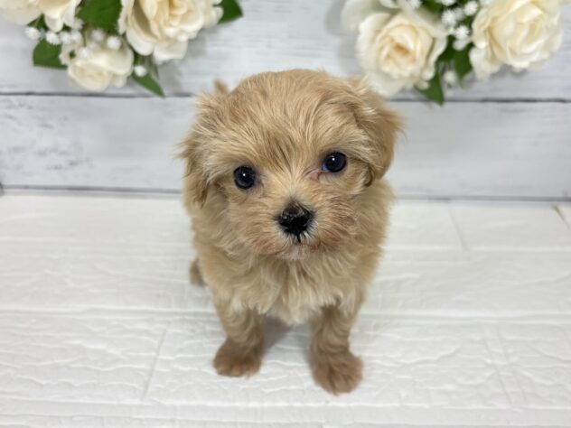 福島県のハーフ犬・ミックス犬 (アミーゴ郡山南店/2026年8月11日生まれ/女の子/アプリコット)の子犬