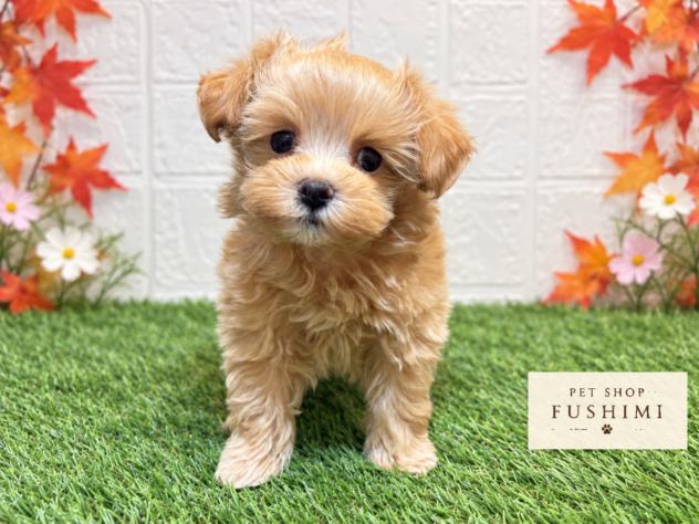 福島県のハーフ犬・ミックス犬 (アミーゴ郡山南店/2026年8月18日生まれ/男の子/クリーム)の子犬