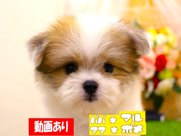 兵庫県のハーフ犬・ミックス犬 (ペット・プラザ アミーゴ三田店/2026年7月22日生まれ/男の子/パーティーカラー)の子犬の1枚目の画像