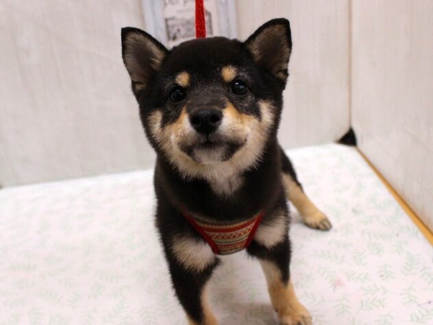 兵庫県の豆柴 (ペット・プラザ アミーゴ加古川店/2026年7月1日生まれ/男の子/黒)の子犬の1枚目の画像