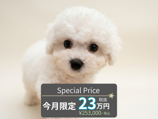 岡山県のビションフリーゼ (アミーゴ水島店/2026年8月20日生まれ/女の子/ホワイト)の子犬の1枚目の画像