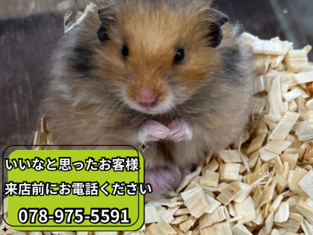 ゴールデンハムスター | ペットワールド アミーゴ