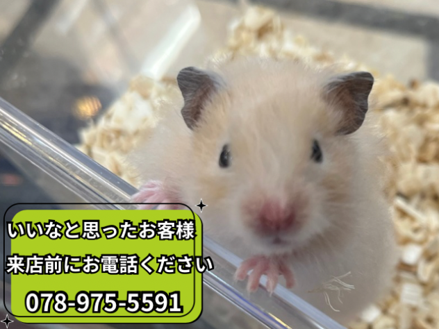 ゴールデンハムスター | ペットワールド アミーゴ