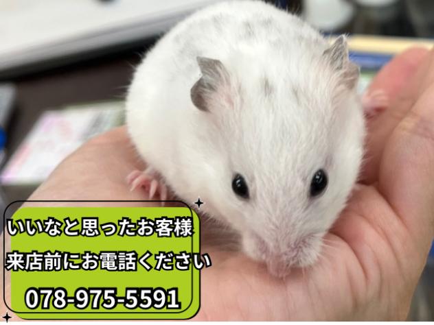 ゴールデンハムスター | ペットワールド アミーゴ ゴールデンハムスター | ペットワールド アミーゴ