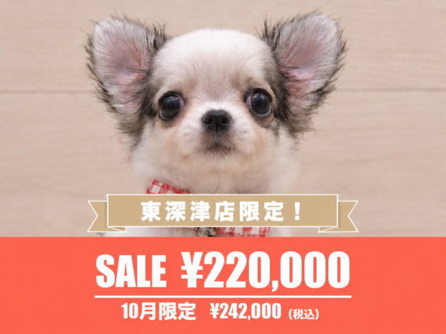 広島県のチワワ(ロング) (アミーゴ東深津店/2026年8月27日生まれ/女の子/ホワイトレッド)の子犬の1枚目の画像