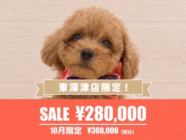 広島県のトイプードル(トイ) (アミーゴ東深津店/2026年8月27日生まれ/女の子/オレンジフォーン)の子犬の1枚目の画像