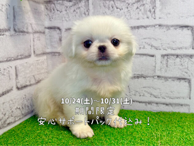 岡山県のペキニーズ (アミーゴ妹尾店/2026年6月9日生まれ/男の子/ホワイト)の子犬の1枚目の画像