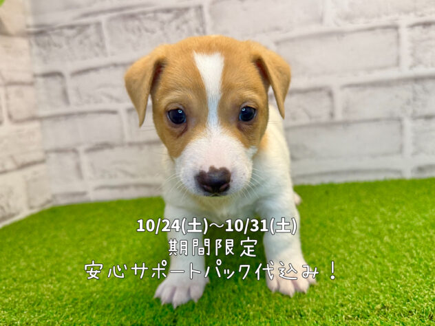 岡山県のジャックラッセルテリア (アミーゴ妹尾店/2026年6月16日生まれ/男の子/タンホワイト)の子犬の1枚目の画像