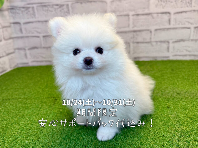 岡山県のポメラニアン (アミーゴ妹尾店/2026年6月17日生まれ/男の子/クリーム)の子犬の1枚目の画像