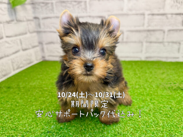 岡山県のヨークシャーテリア (アミーゴ妹尾店/2026年5月14日生まれ/女の子/スチールブルータン)の子犬の1枚目の画像