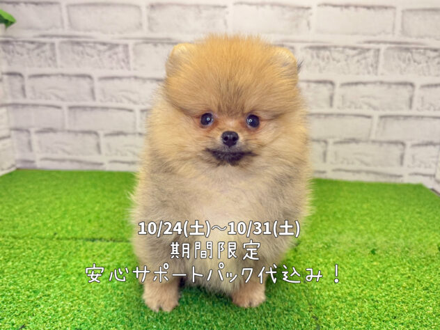 岡山県のポメラニアン (アミーゴ妹尾店/2026年6月5日生まれ/女の子/オレンジ)の子犬の1枚目の画像