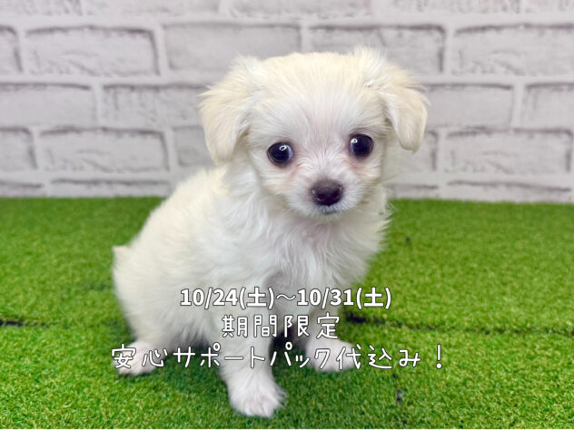 岡山県のハーフ犬・ミックス犬 (アミーゴ妹尾店/2026年6月3日生まれ/男の子/クリーム)の子犬の1枚目の画像