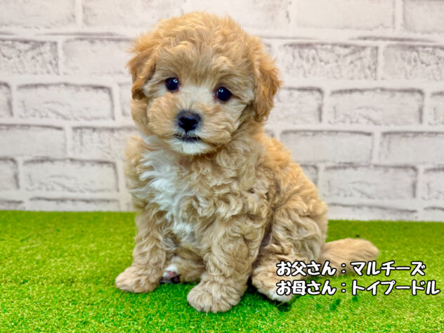 岡山県のハーフ犬・ミックス犬 (アミーゴ妹尾店/2026年8月5日生まれ/女の子/アプリコット)の子犬の1枚目の画像