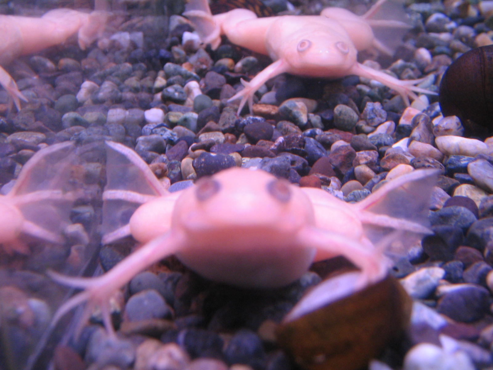 宇品店ブログ ブログ ペットワールド アミーゴ