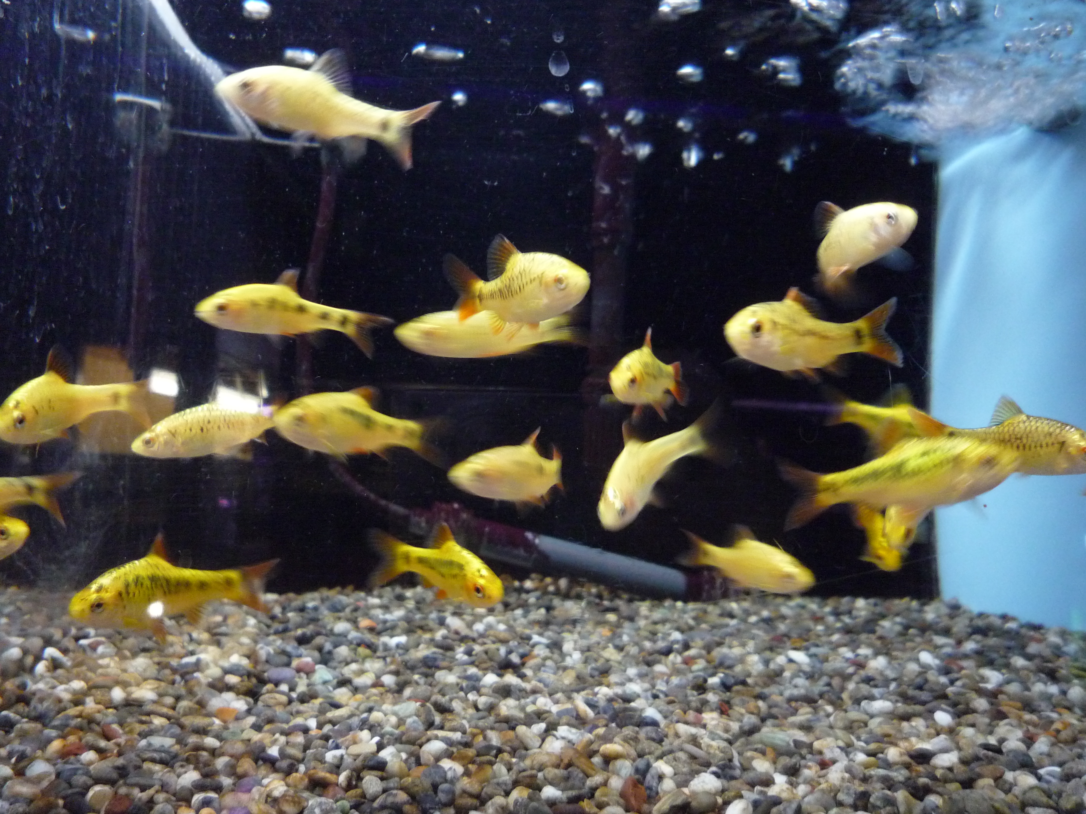 倉敷店ブログ ブログ ペットワールド アミーゴ