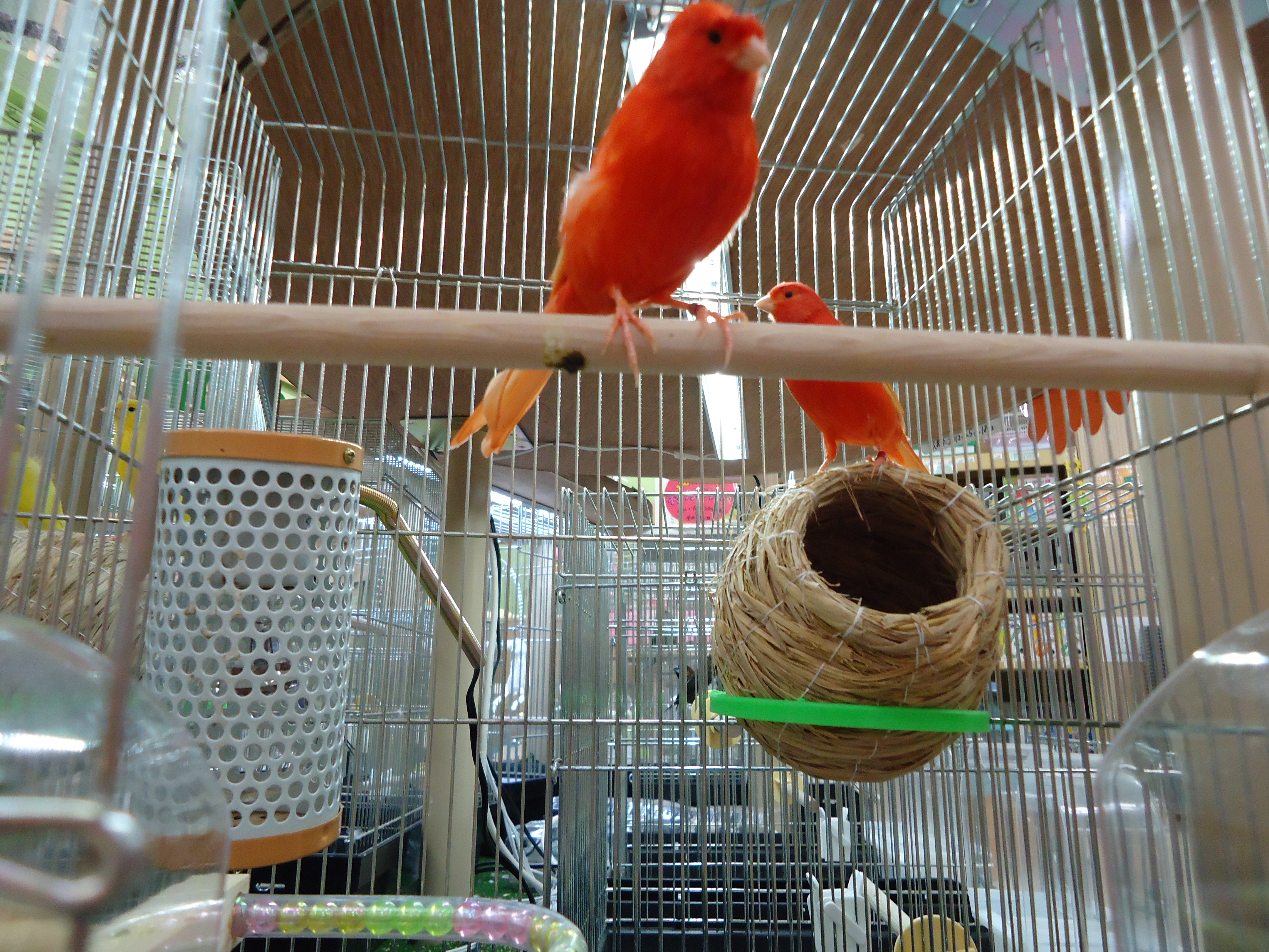 松山中央店 閉店 ブログ ブログ ペットワールド アミーゴ