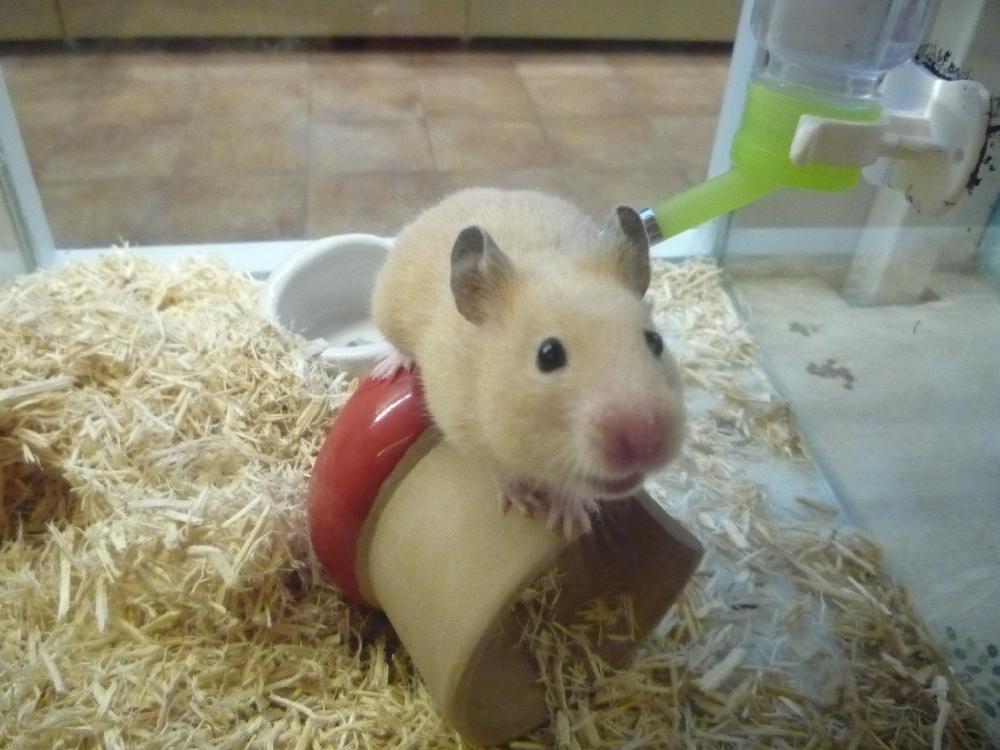 アリオ倉敷店ブログ ブログ ペットワールド アミーゴ