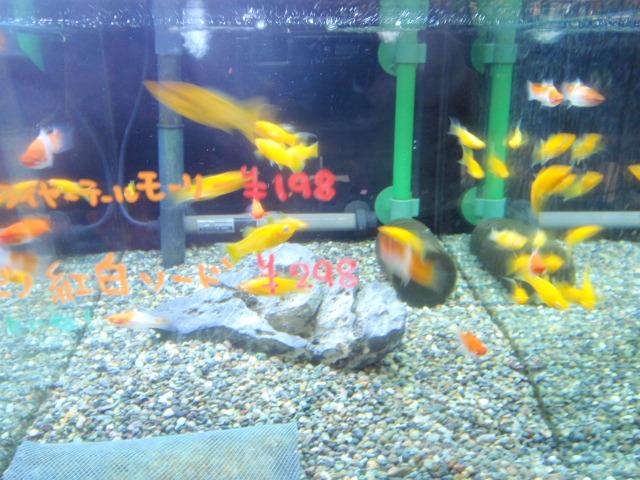 宇品店ブログ ブログ ペットワールド アミーゴ