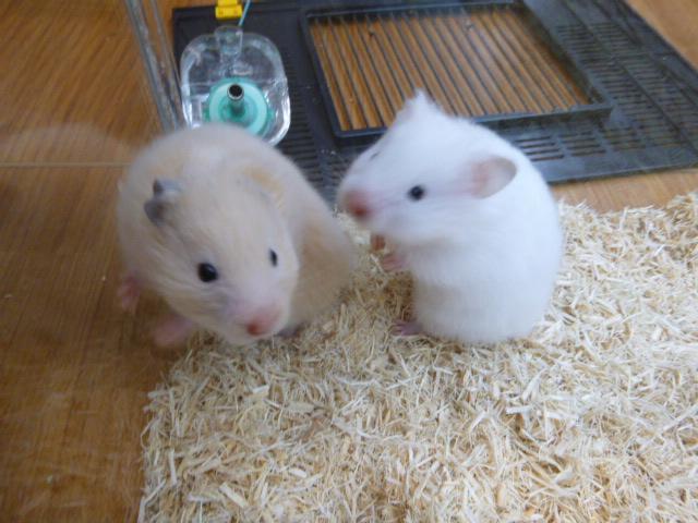 宇品店ブログ ブログ ペットワールド アミーゴ