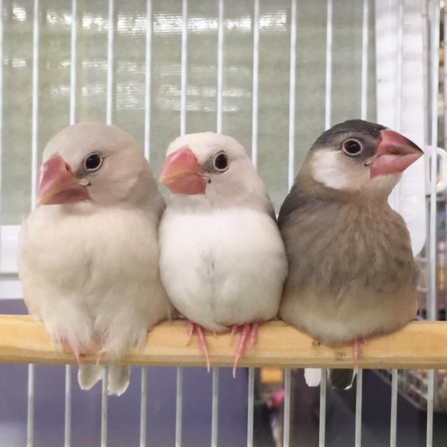 神戸西店ブログ ブログ ペットワールド アミーゴ