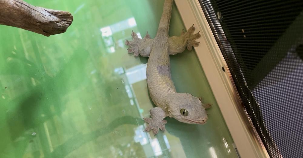 大安寺店ブログ ブログ ペットワールド アミーゴ 大安寺店ブログ ブログ ペットワールド アミーゴ