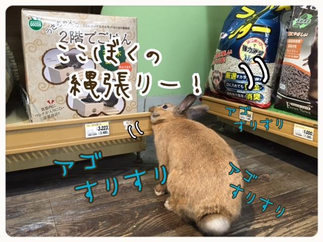 加古川店ブログ ブログ ペットワールド アミーゴ