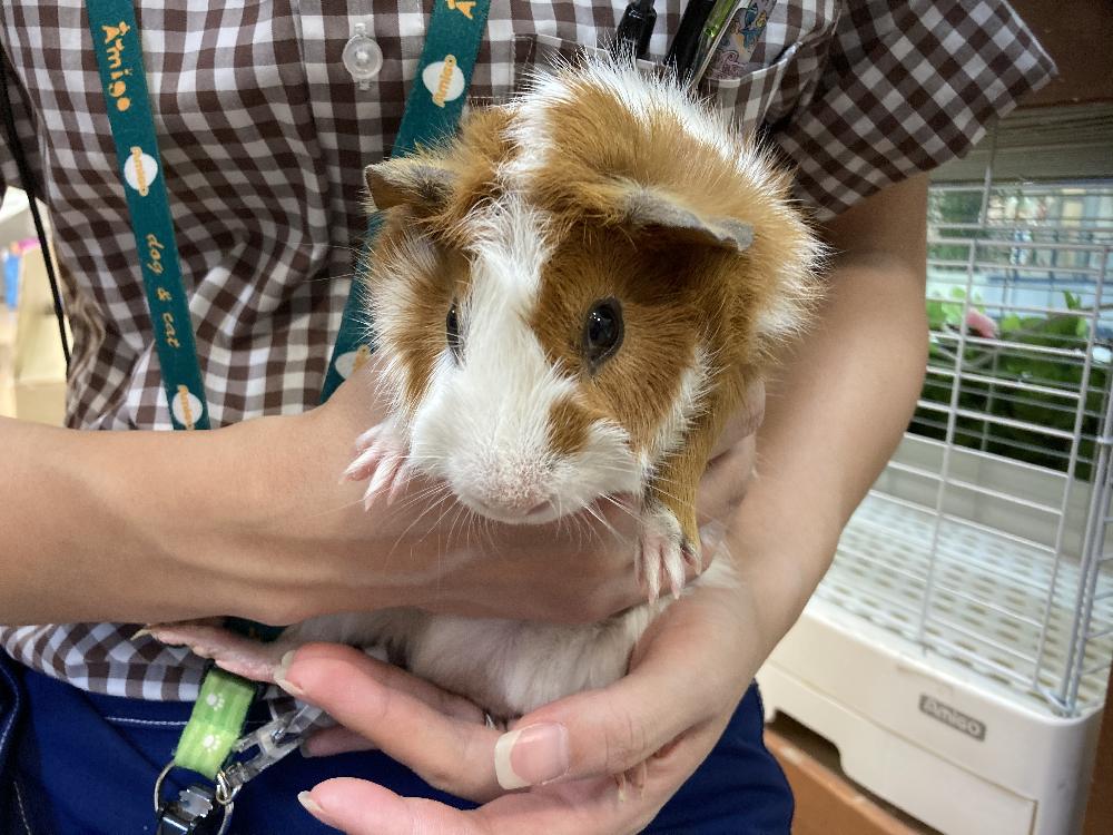 フォレオひらかた店ブログ ブログ ペットワールド アミーゴ