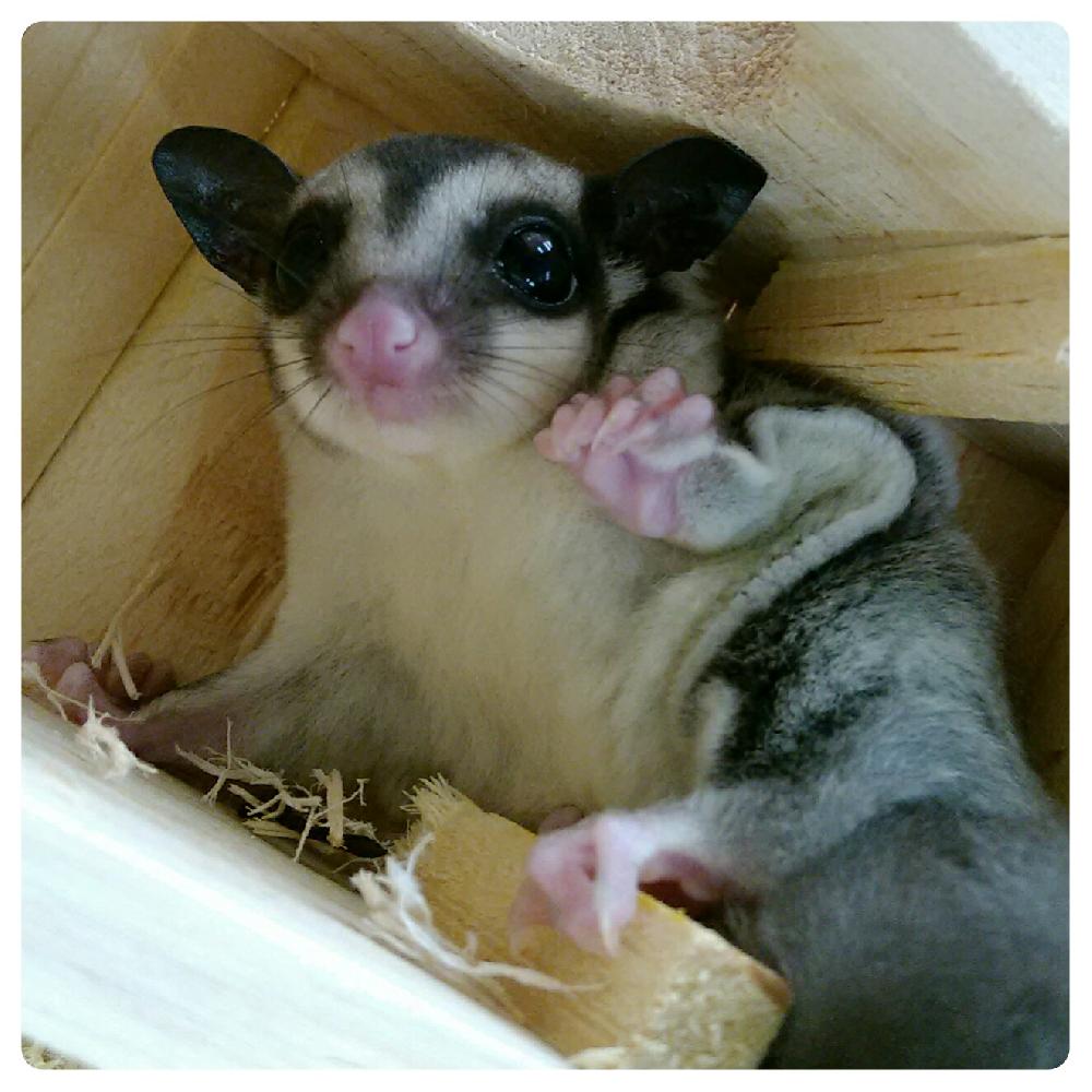 高松店ブログ ブログ ペットワールド アミーゴ