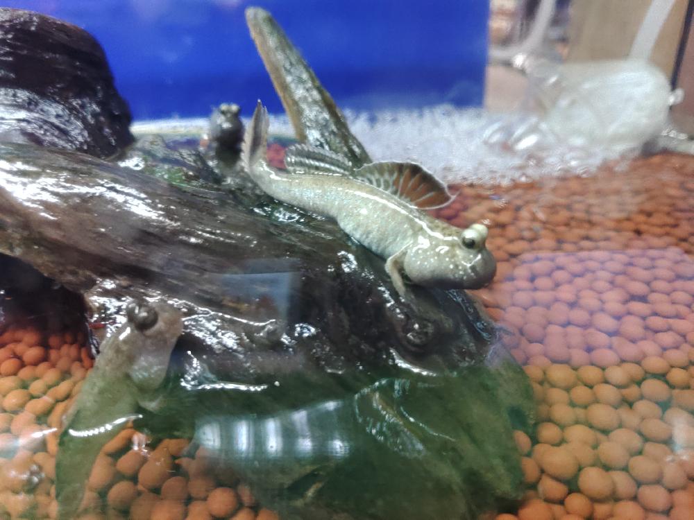 高知店ブログ ブログ ペットワールド アミーゴ