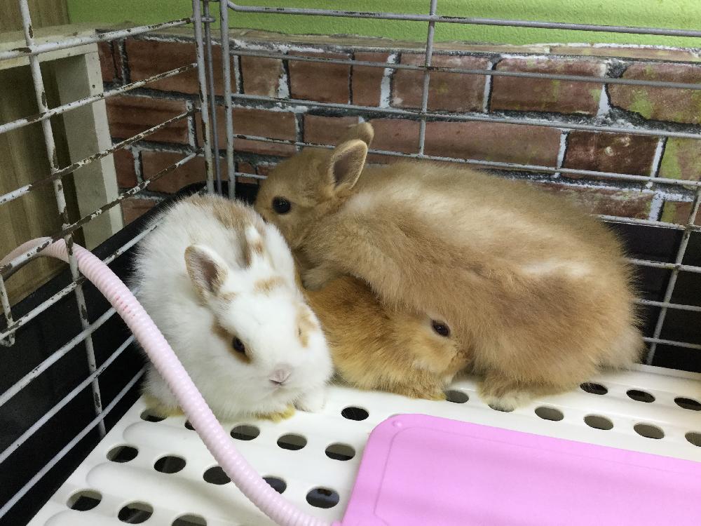 徳島沖浜店ブログ ブログ ペットワールド アミーゴ