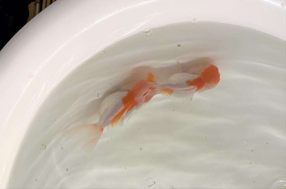 郡山図景店ブログ ブログ ペットワールド アミーゴ