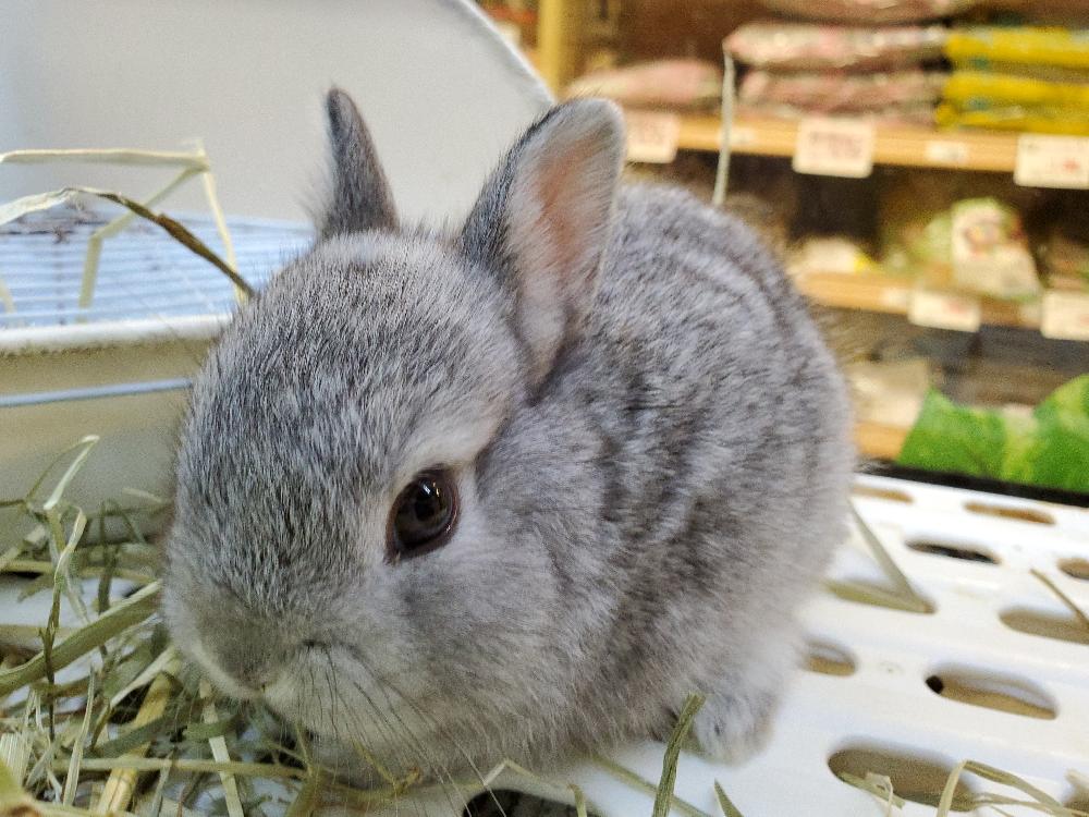 山形南店ブログ ブログ ペットワールド アミーゴ