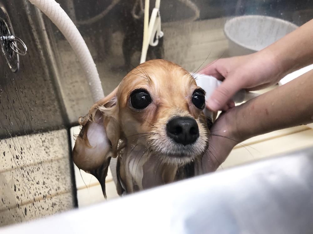 和歌山太田店ブログ ブログ ペットワールド アミーゴ