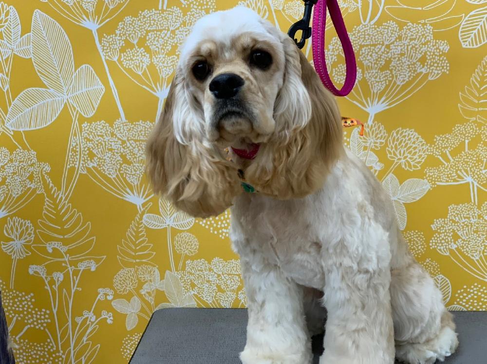 西条店ブログ ブログ ペットワールド アミーゴ