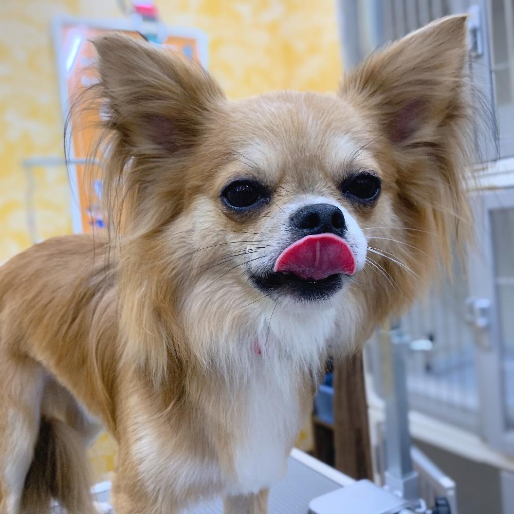 四日市日永店ブログ ブログ ペットワールド アミーゴ