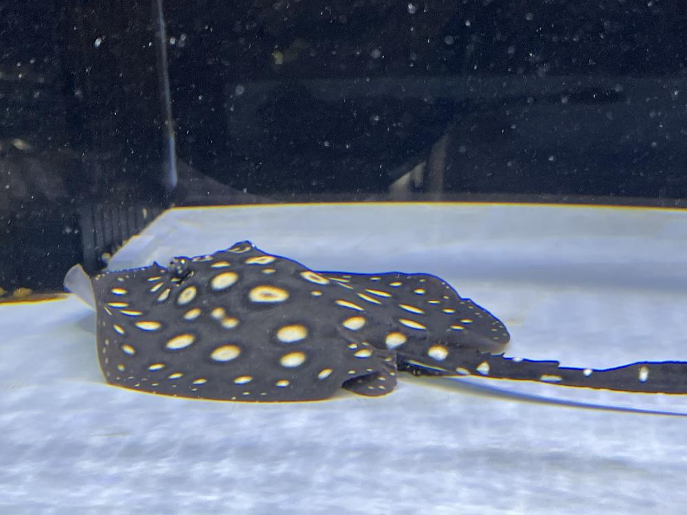 高岡蓮花寺店ブログ ブログ ペットワールド アミーゴ