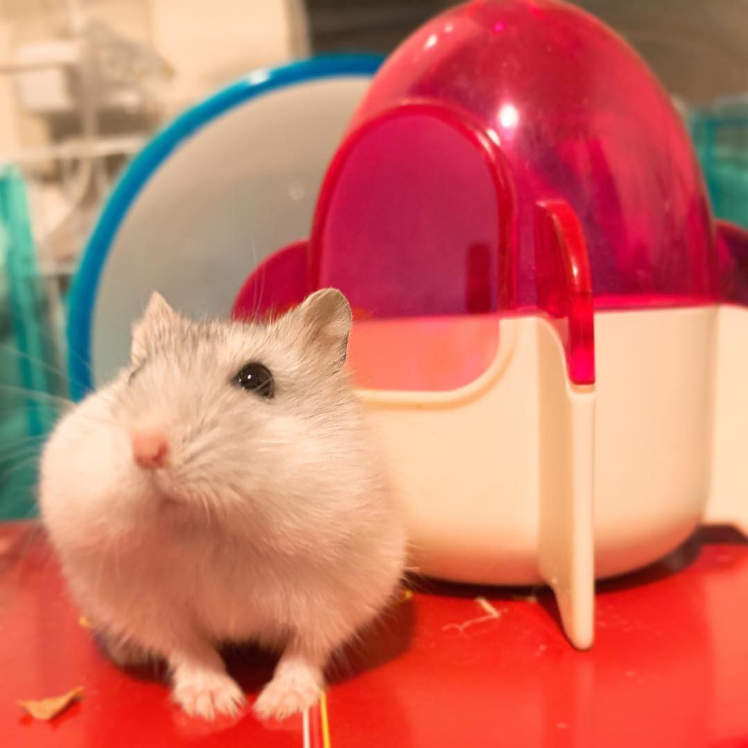 雪見だいふく丸 みんなのペット自慢 ペットワールド アミーゴ