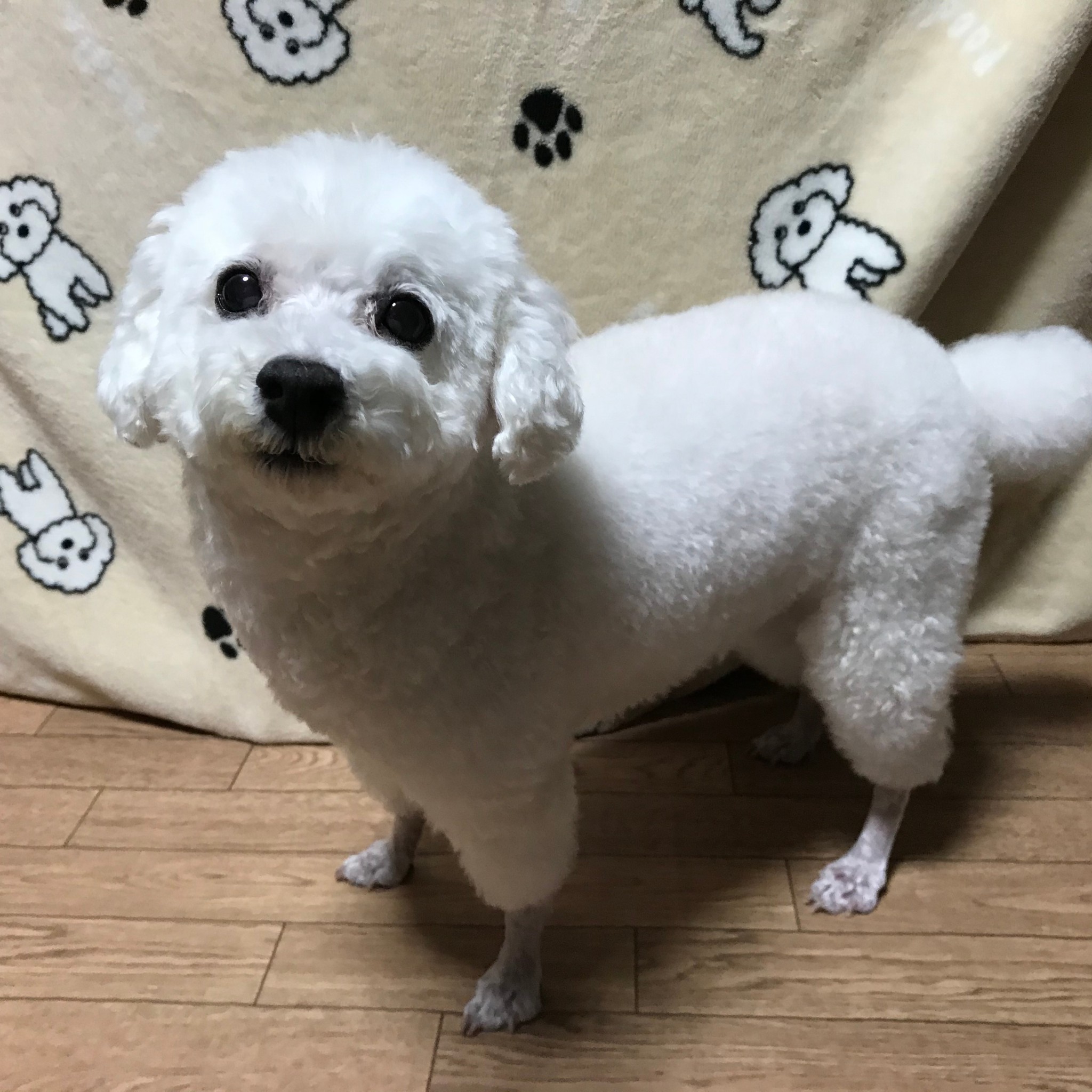 バニラ みんなのペット自慢 ペットワールド アミーゴ