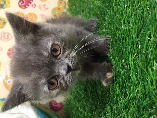 エキゾチックショートヘアの詳細情報 ペットを探す ペットワールド アミーゴ