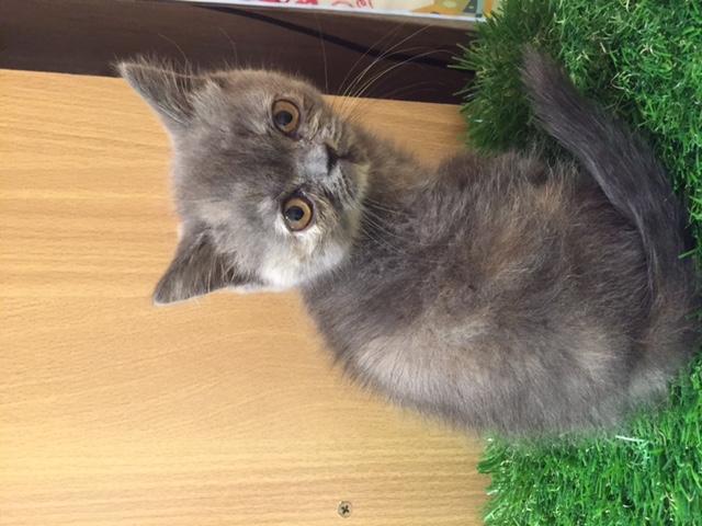 エキゾチックショートヘアの詳細情報 ペットを探す ペットワールド アミーゴ