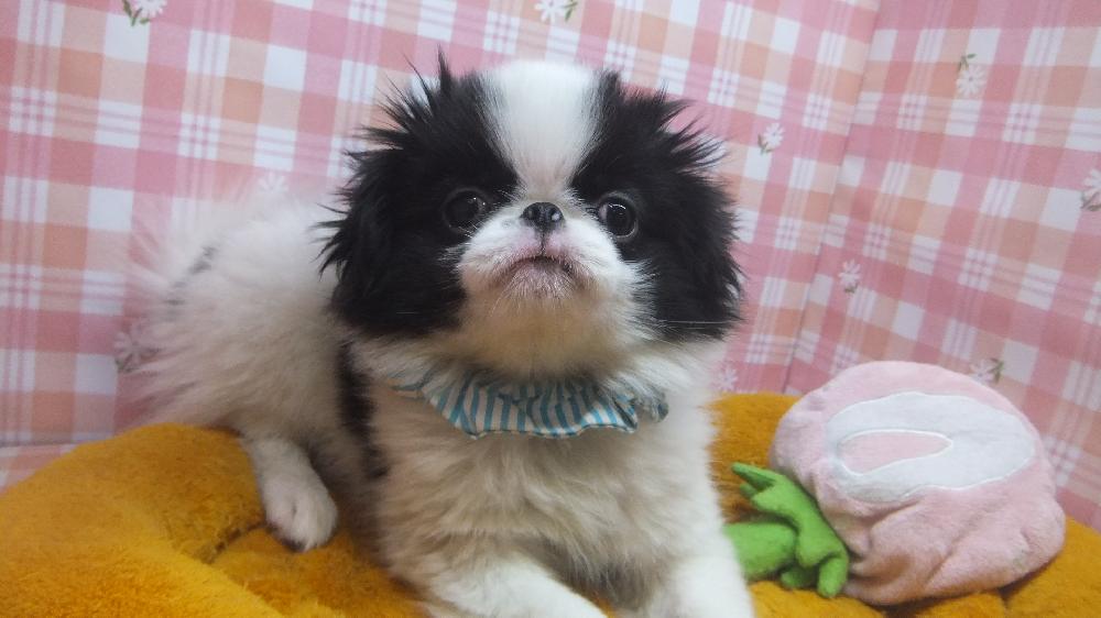 狆 ちん の詳細情報 ペットを探す ペットワールド アミーゴ