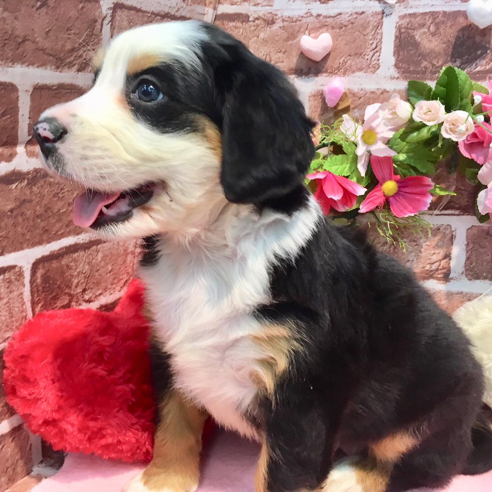 バーニーズ マウンテン ドッグの詳細情報 ペットを探す ペットワールド アミーゴ