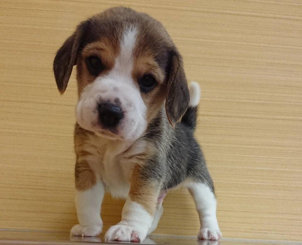 ビーグルの詳細情報 ペットを探す ペットワールド アミーゴ