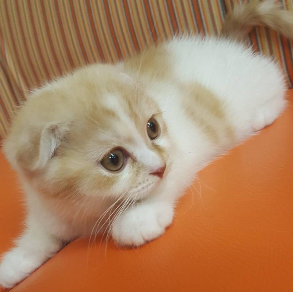 スコティッシュフォールドの詳細情報 ペットを探す ペットワールド アミーゴ