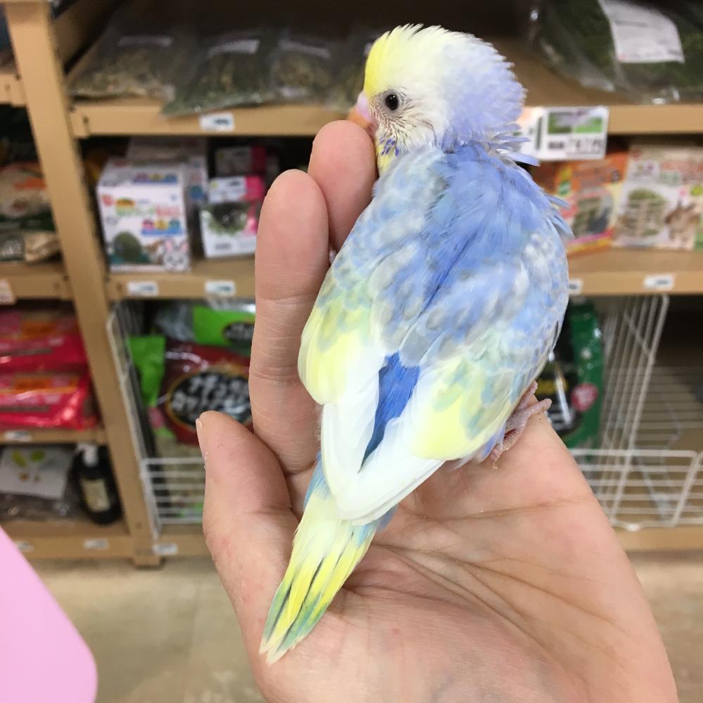 の詳細情報 ペットを探す ペットワールド アミーゴ